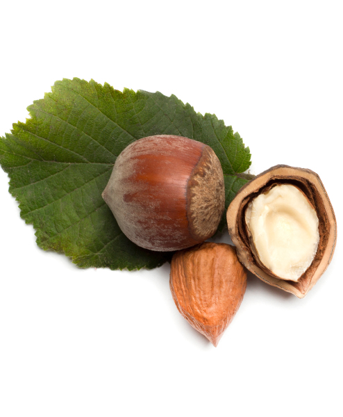 Große Haselnuss mit Schale, getrocknet