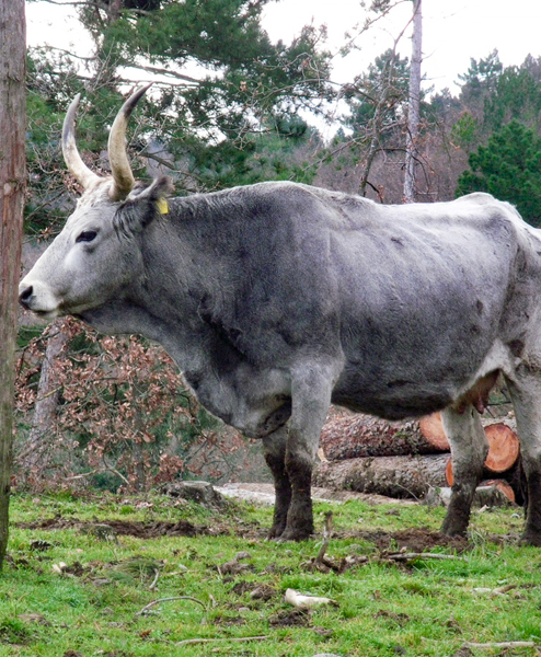 corviscom Motivkarte Chianina