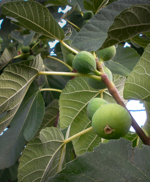 corviscom Motivkarte Feigen