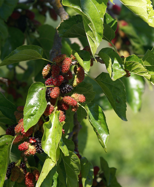 corviscom Motivkarte Maulbeeren