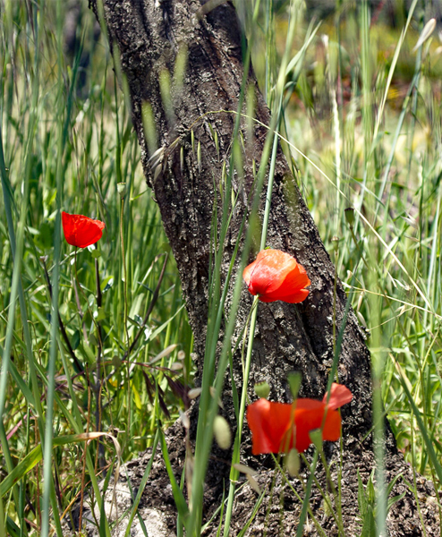 corviscom Motivkarte Mohn