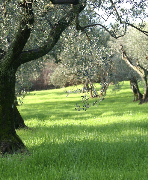 corviscom Motivkarte Olivenhain