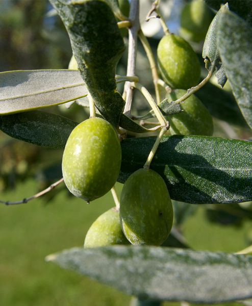 corviscom Motivkarte Olivenzweig