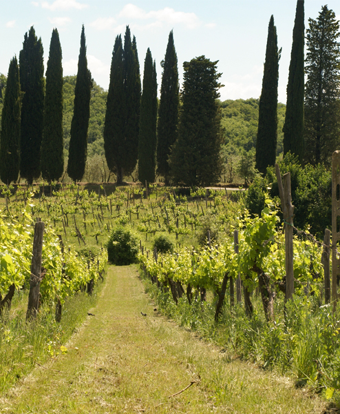 corviscom Motivkarten Weinberg