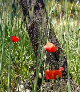 corviscom Motivkarte Mohn