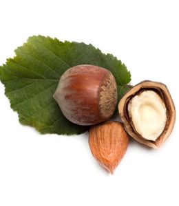 Große Haselnuss mit Schale, getrocknet