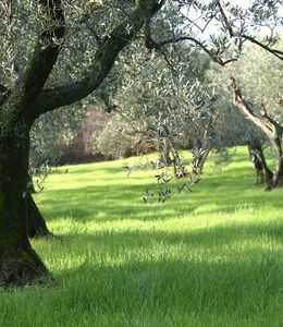 corviscom Motivkarte Olivenhain