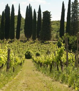 corviscom Motivkarten Weinberg