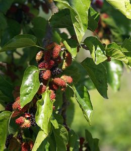 corviscom Motivkarte Maulbeeren