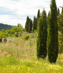 corviscom Motivkarte Landschaft